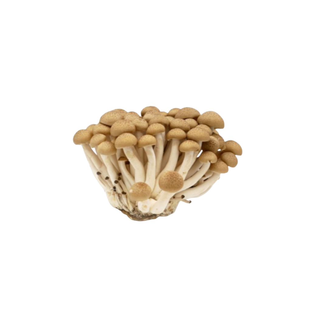 jamur Brown Shimeji 200g