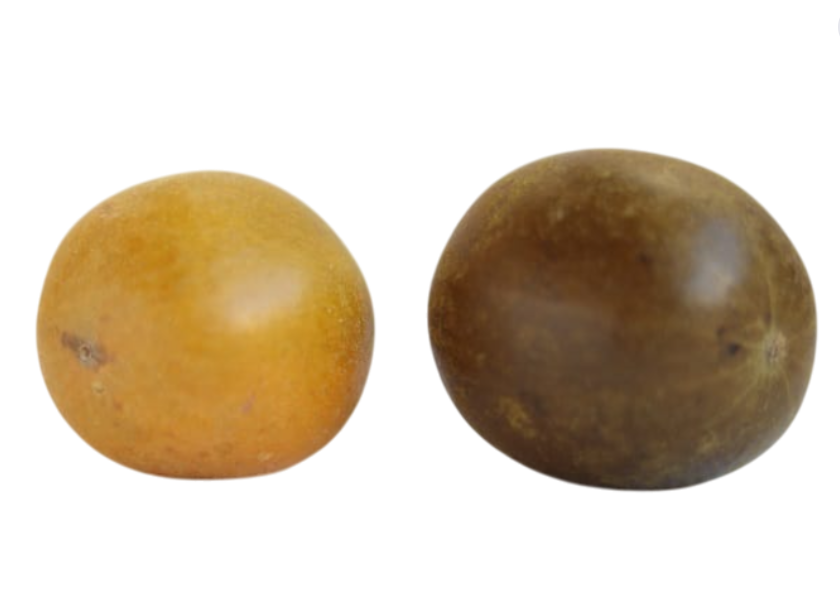 Lo Han Kuo Golden Buah 1s