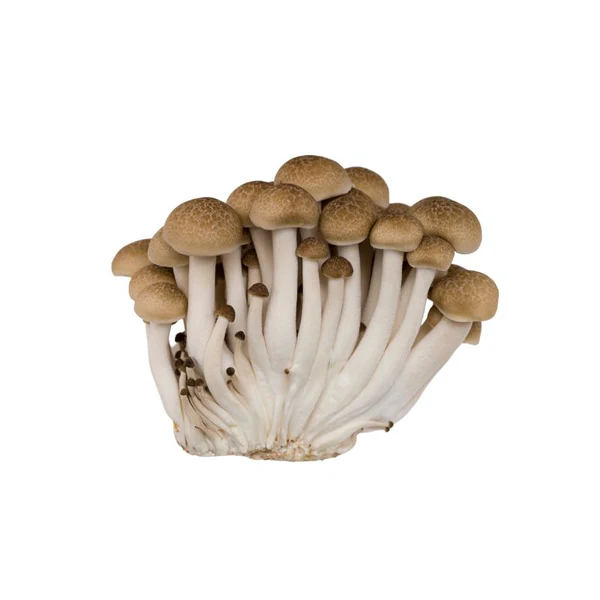 Buna Shimeji Brown 150g