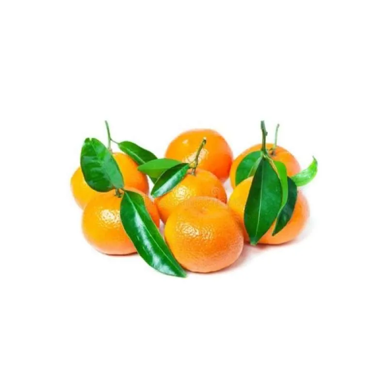 JERUK SHANTANG DAUN