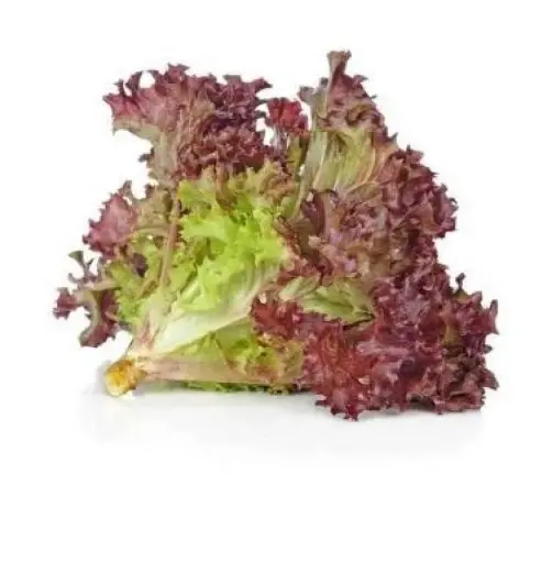 Amazing Farm Lolorosa