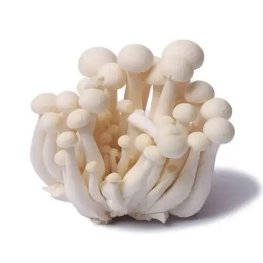 Jamur White Shimeji mushroom